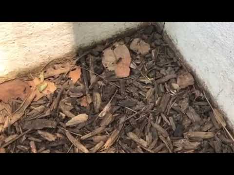 Carpenter Ants Nesting Under Rodent Bait Station in Freehold, NJ
