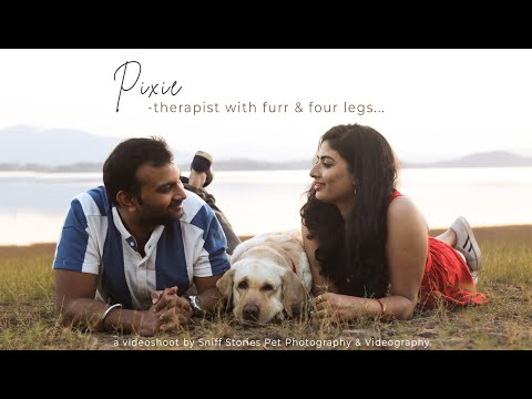 Pixie - therapist with fur and four legs