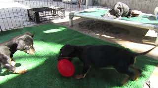 Video preview image #1 Chihuahua-Unknown Mix Puppy For Sale in San Diego, CA, USA