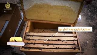 تغطية إنتاج عسل الحمضيات