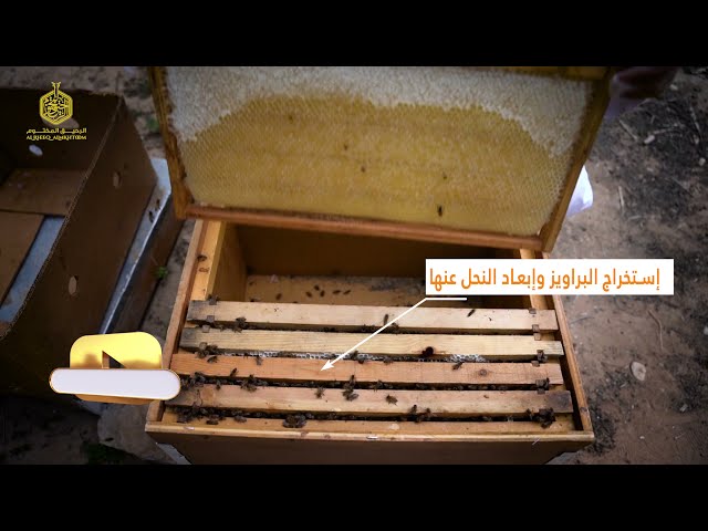 تغطية إنتاج عسل الحمضيات