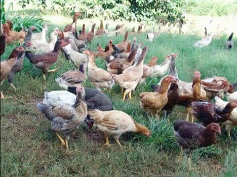 Sertão sem poluição - Tonico e Tinoco