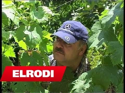 Behar Mera & Rita Lati  - Humore