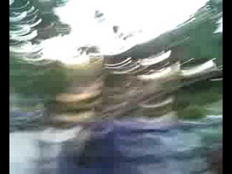 Madame la vache.....