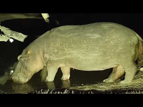 Djuma: Two Hippos arriving - 23:25 - 08/11/19