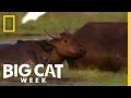 Starving Lioness Big Cat Week