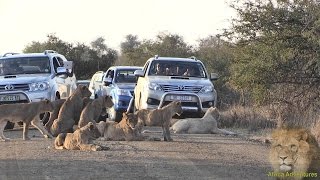 Massive Lion Sighting Causing Chaos On Kruger Park Road. Amazing Footage