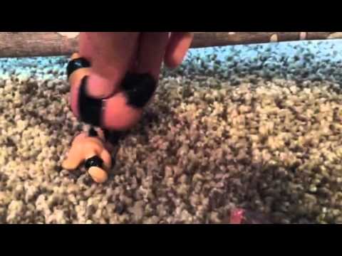 Lps music video alien