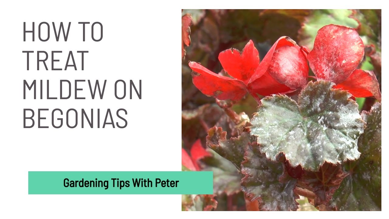 Treating Mildew on Begonias