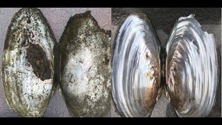How to Clean Shells (Quick, Easy, Cheap)