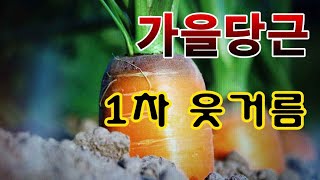 [텃밭농부.782]  당근에 액비칵테일로 1차 웃거름 주기 #당근재배 #가을당근