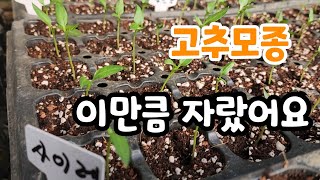 고추모종 이식 이만큼 자랐어요