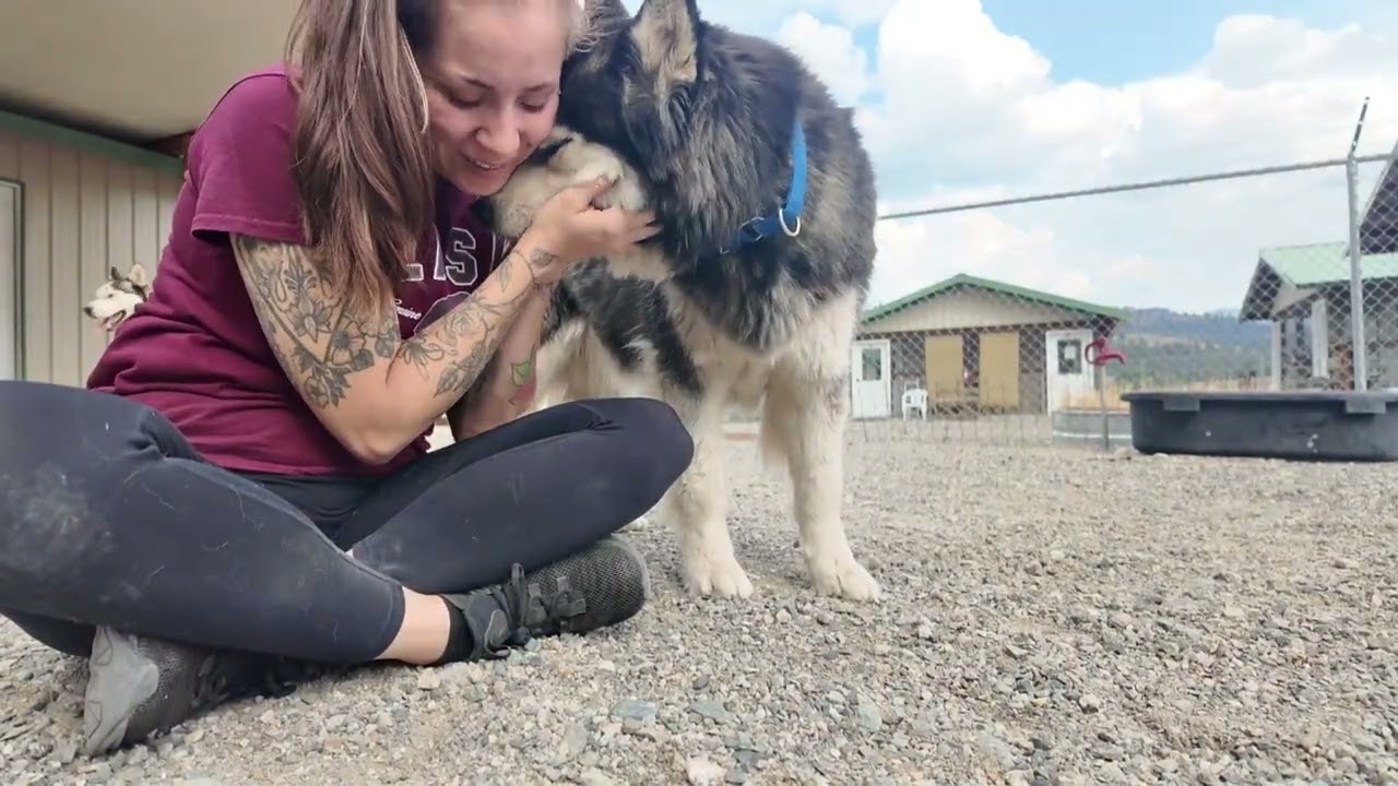 Enlarge Laredo (BONDED with Riviera), a ADOPTABLE mixed breed in Republic, WA video 6/6