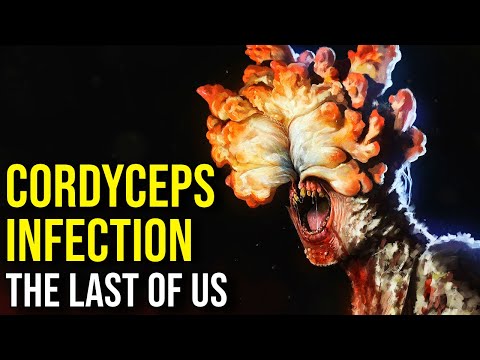 ПОСЛЕДНИЕ ИЗ НАС (Ophiocordyceps, Заражённые, Фракции, Сюжет + Концовка) ОБЪЯСНЕНИЕ