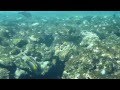 RED SEA Diving ( Hotel Rehana Sharm Resort ...