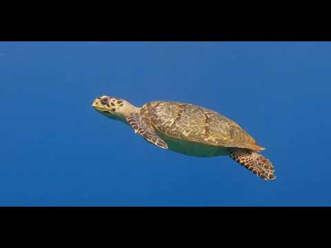 21 Turtles - scuba diving video
