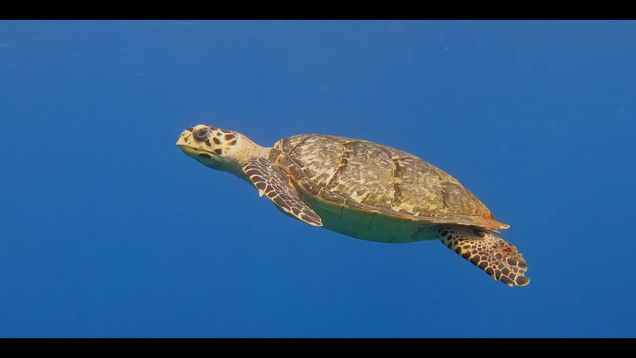 Fourth of 4 Invertebrate - Caribbean - Multiple critter videos, genus and species.