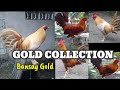 GOLD GAMEFOWL | MY COLLECTION OF GOLDS