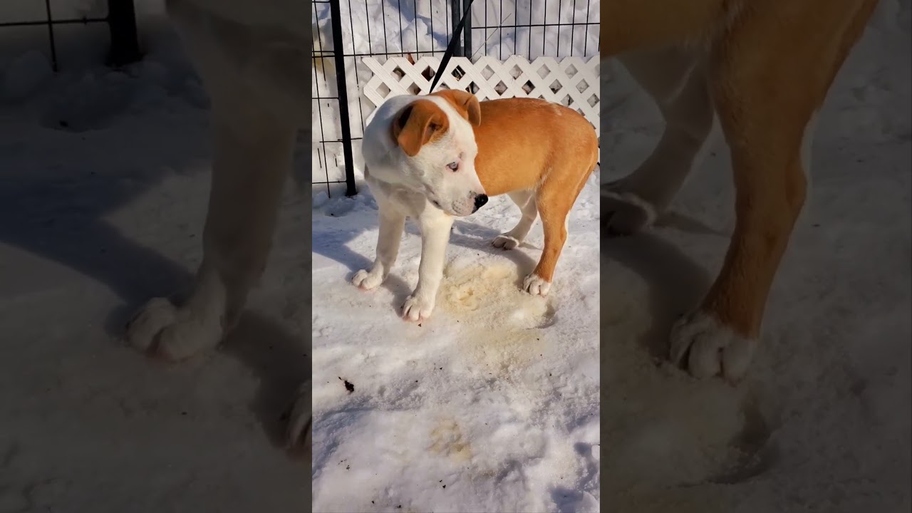 Enlarge Skye Blue eyes , an adopted mixed breed in Blairstown, NJ video 6/6