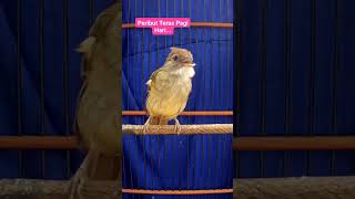 Download lagu Kapas Tembak Gacor mp3