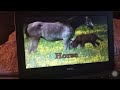Babyfirst Safari Scrapbook Horse