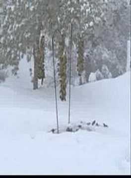 Hungry Finches in Snowstorm