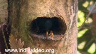 Jungle Myna or Acridotheres fuscus