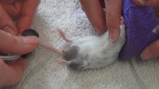 Little Mouse Gets Neutered