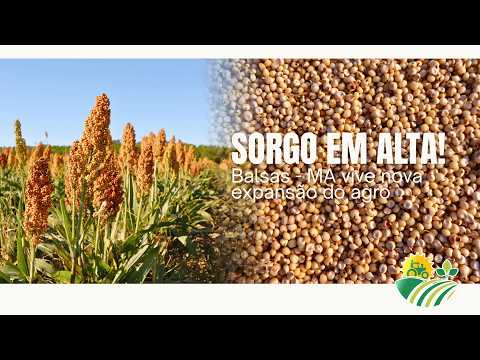Sorgo cresce forte em Balsas - MA