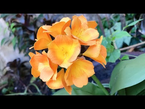 ABC TV | How To Make Clivia Paper Flower With Shape Punch - Craft Tutorial