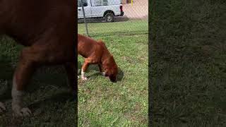 Video preview image #1 Mutt Puppy For Sale in Woodbury, NY, USA
