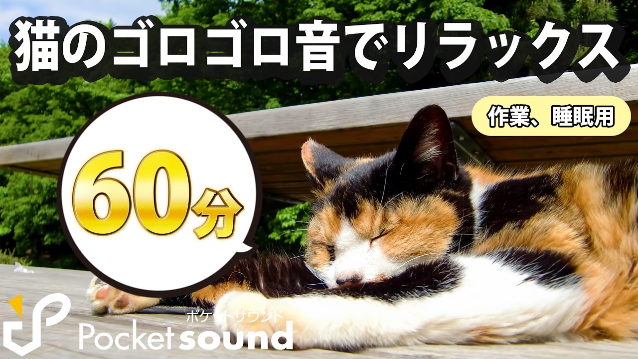 猫のゴロゴロ音60分、途中広告なし | 勉強、仕事、睡眠に【リラックス効果】