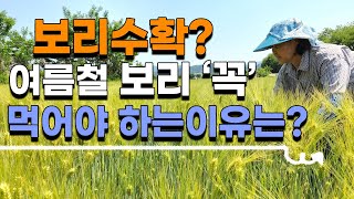 보리 수확 시기, 보리 종류는? 꼭 여름에 먹어야한다? - the harvest of barley