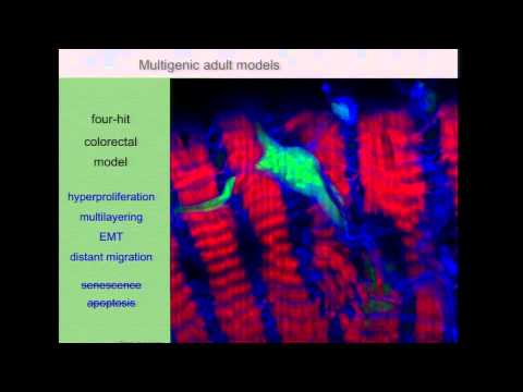 modENCODE as Part of a Drosophila Search for Cancer Therapeutics - Ross Cagan