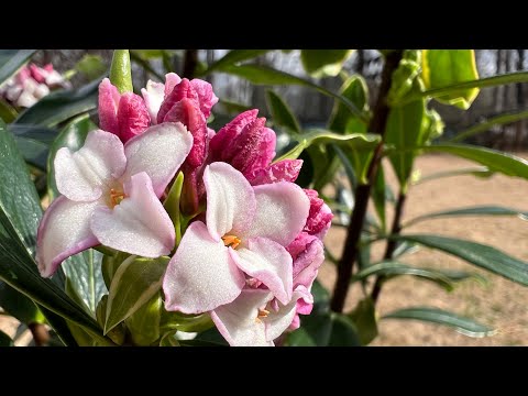 Daphne Odora (Winter Daphne)- the fragrant early-blooming shrub!