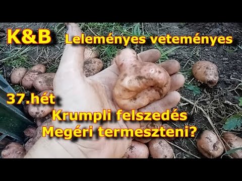 , title : 'K&B - 37.hét- Krumpli felszedés-Termesszünk krumplit vagy ne?'