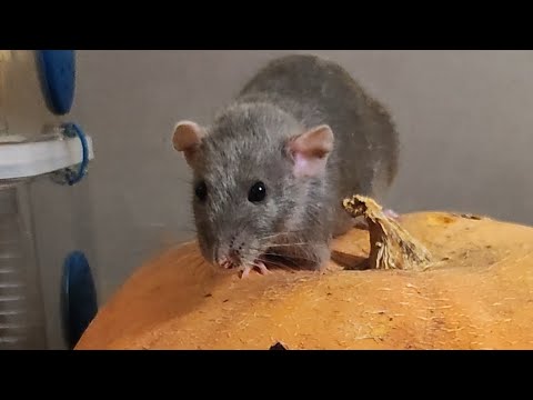 Respect. Halloween. Holiday dinner #shorts