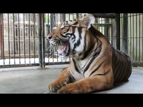 Help Stop Illegal Wildlife Trafficking