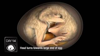 Download lagu Chicken Embryo Development mp3 Download lagu Chicken Embryo Development mp3