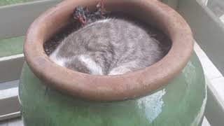Happy Caturday