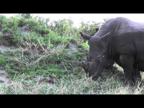 Rhino With Broken Horn At Ulusaba