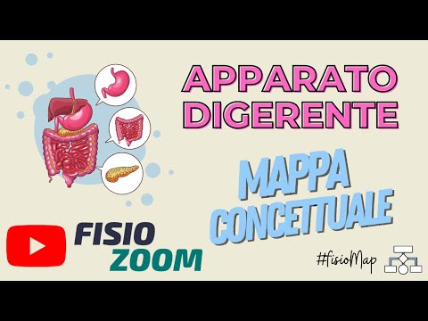 L'apparato digerente/ #FisioMap