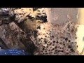 Ant Home invasion 