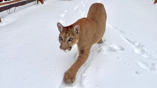 Нас накрыло снежным ураганом! | Пума Месси смело пошёл помогать, не боясь зам?