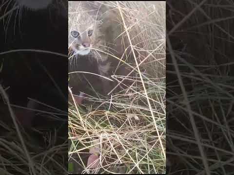 Gato de pajonal en Paysandu, cerca de Tambores. Video de Dante Romero