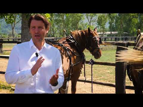 Il Borro's horses in winemaking