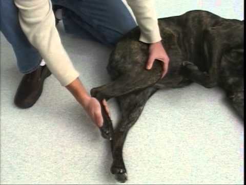 Rear Leg Passive Range of Motion | TPLO | Dog Surgery