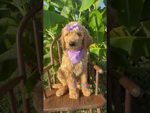 Thumbnail for Punky Brewster's video
