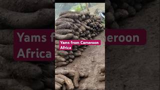 Download lagu Why should we go hungry when African soil is so fertile! Large yam harvest mp3