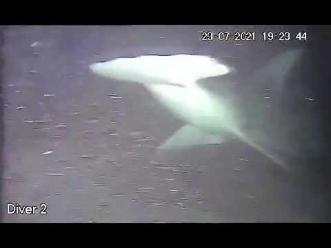 Commercial Diving Offshore | Shark attacks Saturation Diver